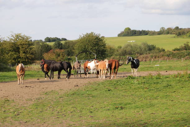 istock horses are standing at a feed rack 1454343653