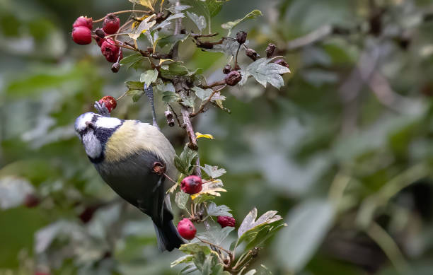 istock Shallow focus of a great tit bird 1454343674