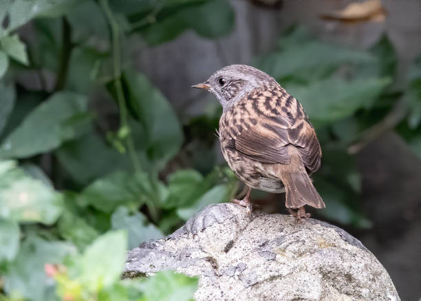 istock Shallow focus of a Dunnock bird 1454343676