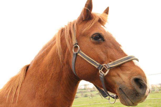 istock portrait of a horse 1454343772