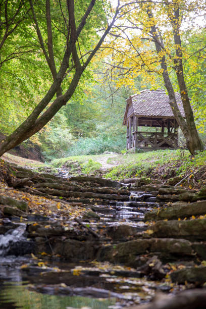 istock Vertical shot of a stream in a forest covered in greenery in autumn 1454343801