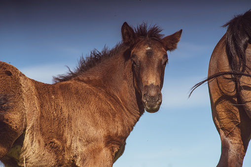 A scenic view of a brown horse on the field on a clear sky background