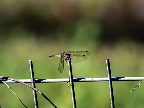 A closeup of an Autumn Darter Dragonfly on a metal fence on a blurred green background in Yoyogi