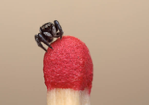 istock Closeup shot of a tiny spider on a match head 1454344514