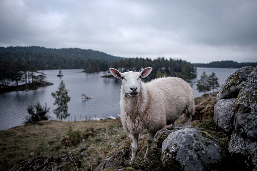 A white sheep on a hill with a lake and misty mountains in the background