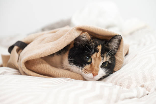istock Relaxed domestic cat at home 1454344752