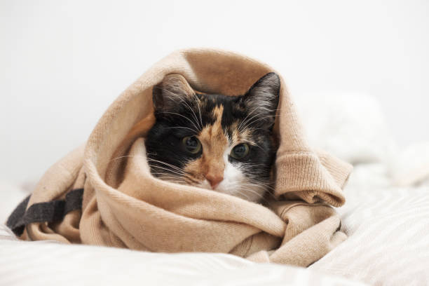 istock Relaxed domestic cat at home 1454344852