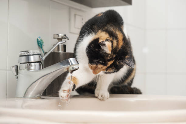 istock Relaxed domestic cat at home 1454344909