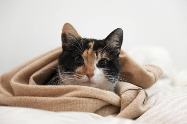 istock Relaxed domestic cat at home 1454345024