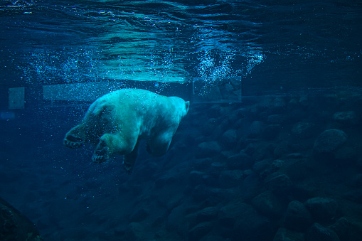 A close up of a white Polar bear underwater at night in the Tallinn Zoo