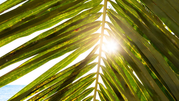 istock Palm leaves on blue sky background. weekend Holidays tropical beach concept background 1454345181