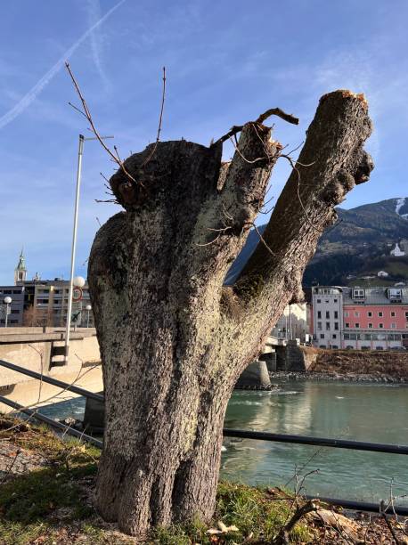 Tirol Austria tree felling next to the river Inn the Zillertal Achensee and Karwendel mountains - chainsaw winter in den Alpen inn river stock pictures, royalty-free photos & images