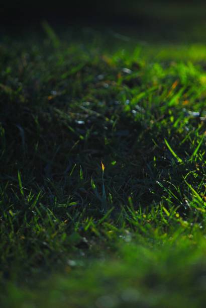 istock Vertical shot of green fresh grass 1454345952
