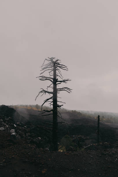 istock Vertical shot of a tall bare tree on a foggy hill 1454346186