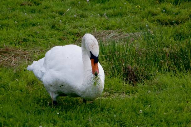 istock White swan on green grass 1454346913