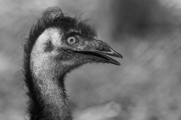 istock Grayscale closeup shot of an emu face 1454347040