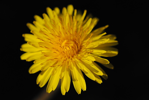 A closeup shot of a blooming dandelion isolated on a black background