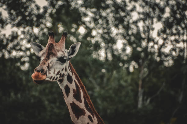 istock View of a giraffe on the background of trees 1454347236