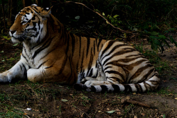 istock Tiger sitting on the ground in a park 1454347465