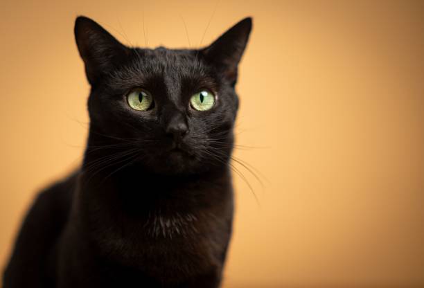 istock Adorable black cat on the orange background 1454347608