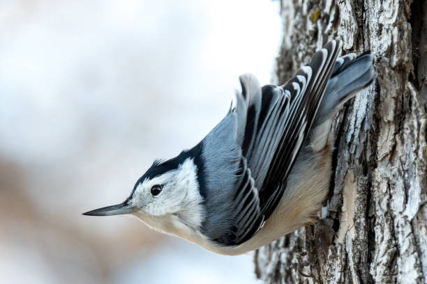 istock Closeup shot of small Red-breasted nuthatch perched on a tree bark 1454347952