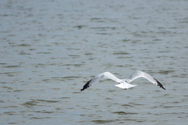 A seagull flying over the ocean