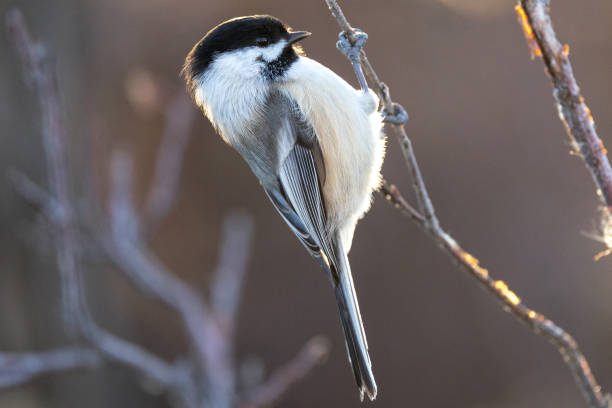 istock Closeup shot of a Willow tit perched on a twig 1454347958