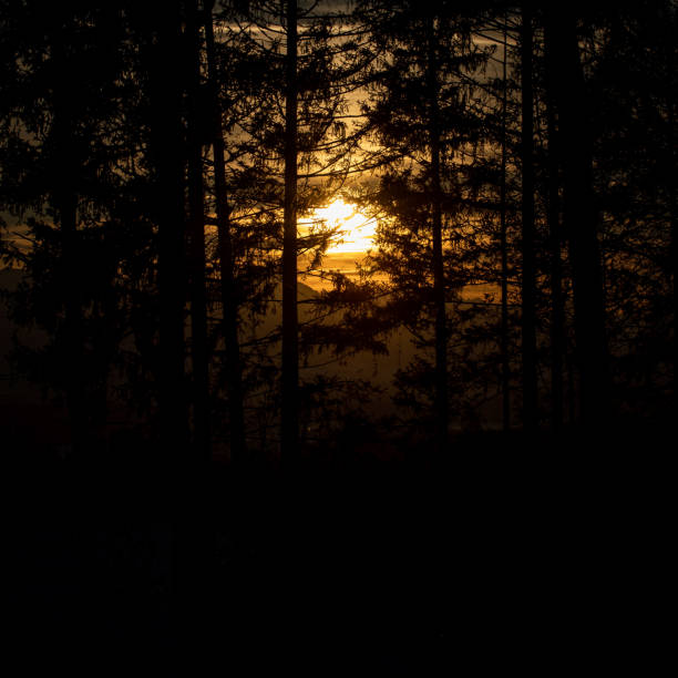 istock Beautiful sunset scene from the forest and trees 1454347988