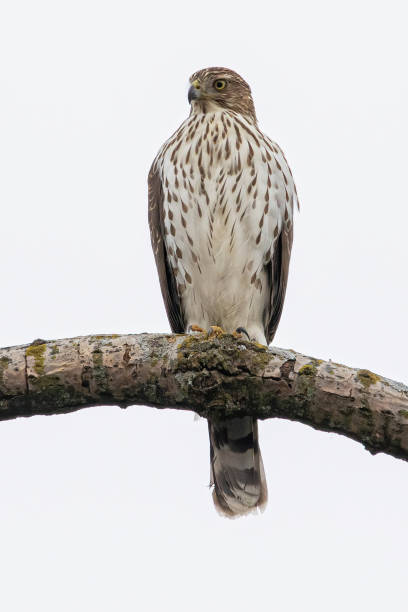 istock Vertical shot of an eagle on a branch of a tree 1454348203