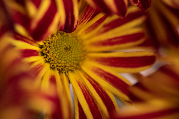A close-up of a pompon chrysanthemum, showcasing its dense, rounded form and numerous small, fluffy petals. A cheerful and vibrant bloom.