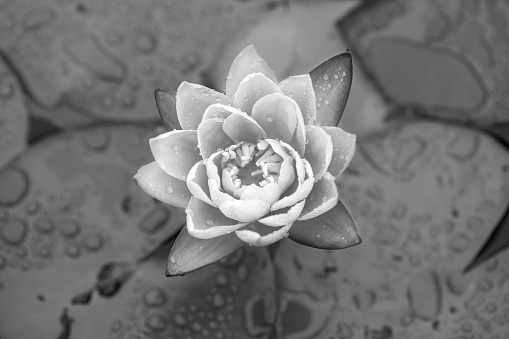 A grayscale of a water lily flower in dew