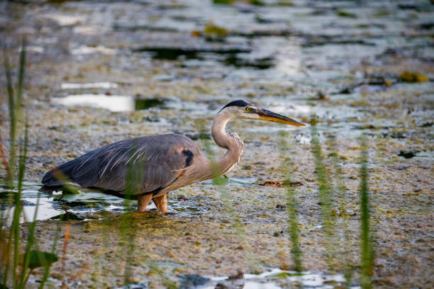 istock Heron in a swamp 1454348502