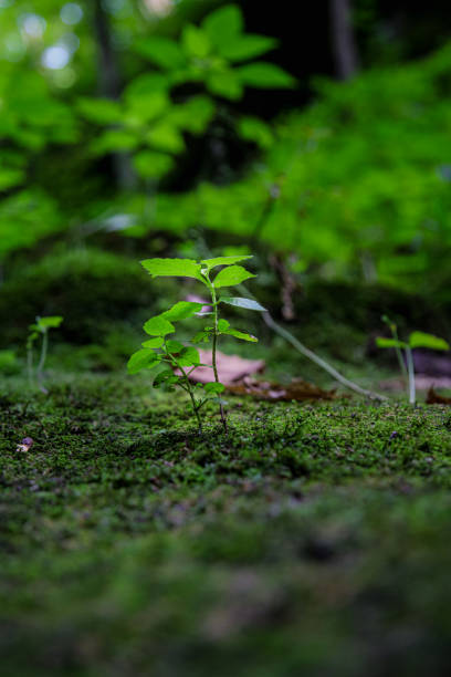 istock Vertical shot of a small growing plant 1454348512