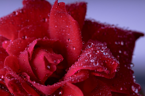 Beauty transparent drop of water on red flower. Beautiful artistic image of environment nature in spring or summer.