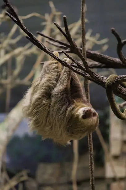 A sloth hanging upside down the tree branch