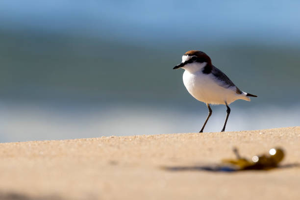 istock Plover bird in Moruya on a sunny day 1454348536