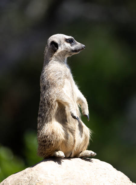 istock Vertical selective focus shot of a meerkat 1454348599