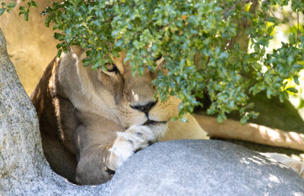 istock Lioness looking through the tree leaves 1454349084