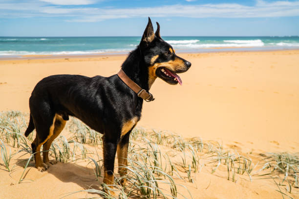 istock Doberman on the beach sand with sky on the background 1454349263