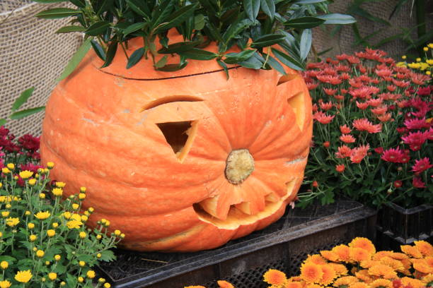 istock a pumpkin decorated on halloween 1454349469