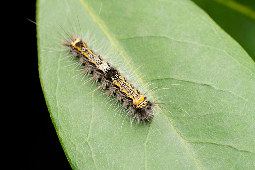 Caterpillar of four spotted footman,  Lithosia quadra, Satara, Maharashtra, India