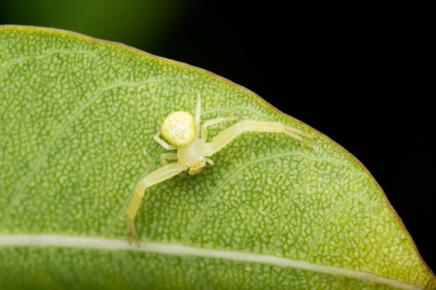 istock Crab spider,  Synaema decorata, Tikader, 1960,  Satara, Maharashtra, India 1454349904