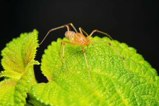 Orange Spitting spider,  Syctodes fusca, Satara, Maharashtra, India