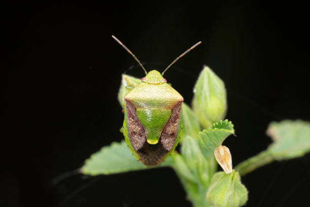 istock Stink bug,  Chinavia halaris, Satara, Maharashtra, India 1454350782