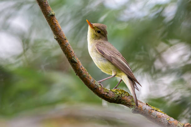 istock Icterine Warbler (Hippolais icterina) - Hoogland, the Netherlands 1454350910