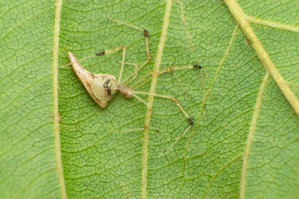 istock Comb footed spider - Meotipa sp. , resting under leaf, Amba , Kolhapur , Maharashtra , India 1454351083