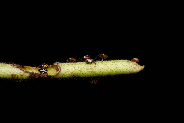 istock Babies of Rice ear bug,  Leptocorisa oratoria, Satara, Mahrashtra, India 1454351159