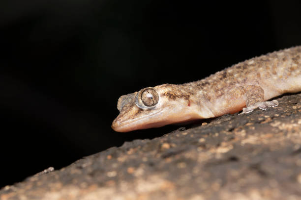 istock Murray's House Gecko, Hemidactylus murrayi, Gekkonidae 1454351255