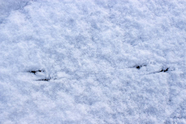 istock Footprints from a bird in snow, Tracks in snow. 1454351321