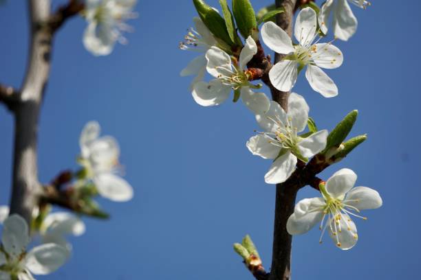 istock Spring flowers on the plum. White little flowers on a fruit tree in spring. 1454352144